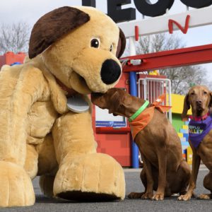 Hang out at Meet Dexter