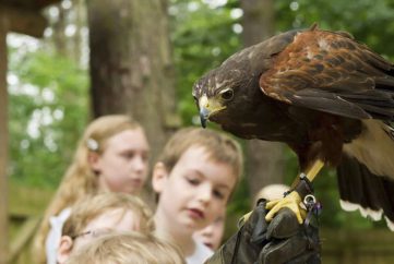 Visit Falconry Centre