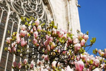 Visit The Duomo di Milano